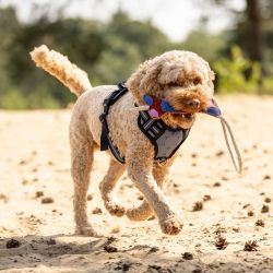 Jouet pour chien Collection QHP