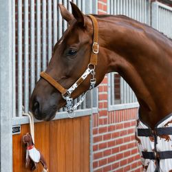 Jouet pour chevaux Stable Buddy QHP