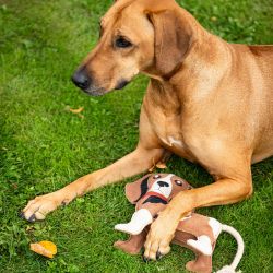 Jouet pour chien Stable Buddy QHP