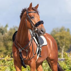 Fourreau de Bridon QHP