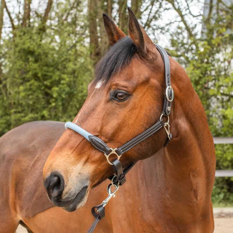 Licol corde Flags&Cup