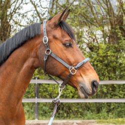 Licol corde Flags&Cup