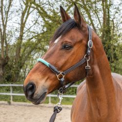 Licol corde Flags&Cup