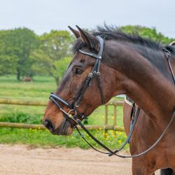 Bridon Kitsi Flags&Cup