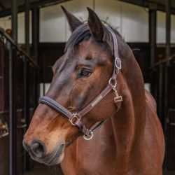 Licol Aachen Flags&Cup 