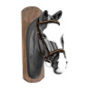 Bridon en cuir Clincher Derby