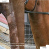 Derfen Original Cream Animaderm