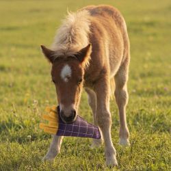 Jouet pour chevaux Snackcounter QHP