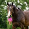Jouet pour chevaux Snackcounter QHP