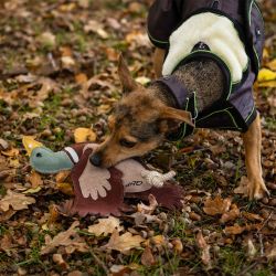 Jouet pour chien QHP