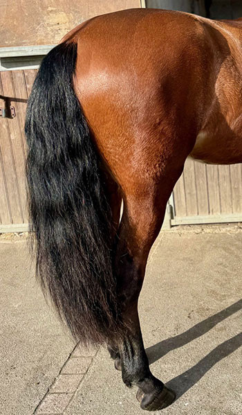 Compléments pour chevaux